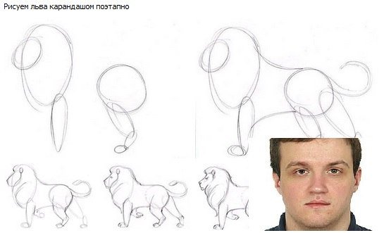 Рисунки животных карандашом для начинающих