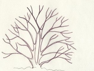 Поэтапное рисование кустарника