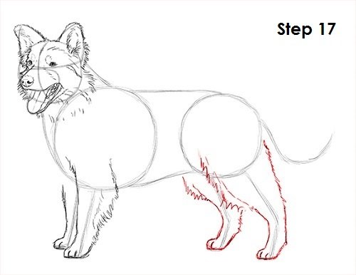 Анатомия колли