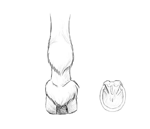 Копыта лошади референс