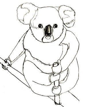 Коала рисунок карандашом