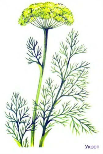 Укроп рисунок для детей