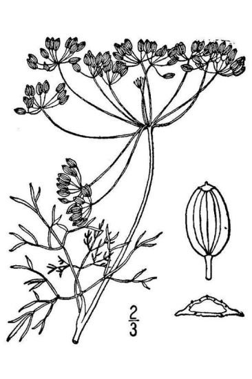 Вислоплодник укропа