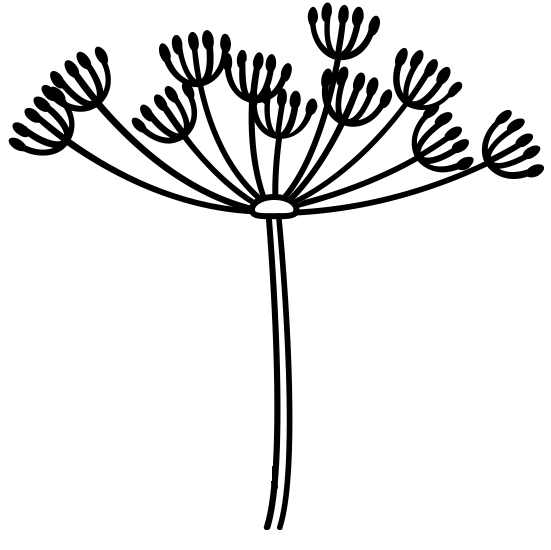 Борщевик вектор