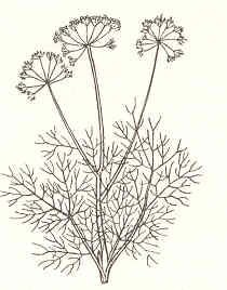 Укроп раскраска