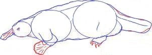 Как нарисовать утконоса