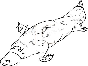 Урок рисования детского утконоса из мультика