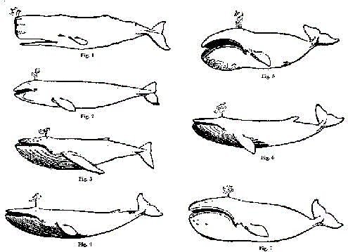 Древние рыбы и Кашалоты