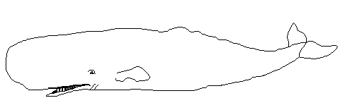 Кит Кашалот краб рисунок раскраска