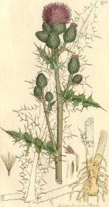 Чертополох на старинных гравюрах