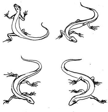 Поэтапное рисование ящерицы