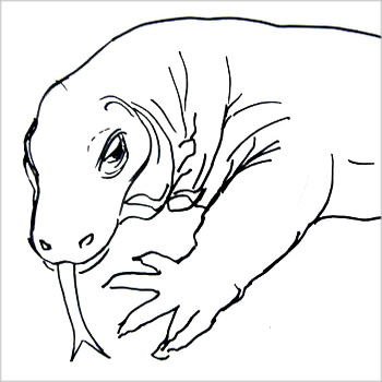 Ящерица карандашом