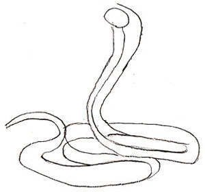 Гадюка карандашом
