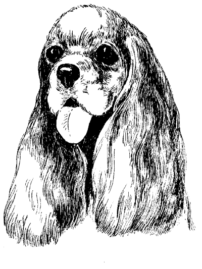 Американский кокер спаниель карандашом