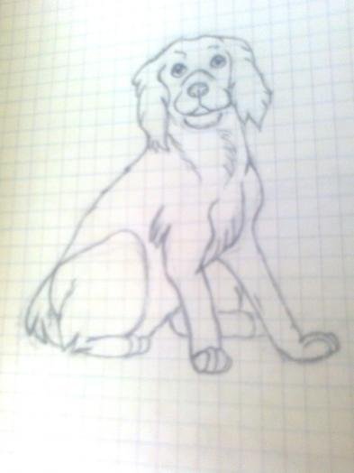 Нарисовать спаниель поэтапно