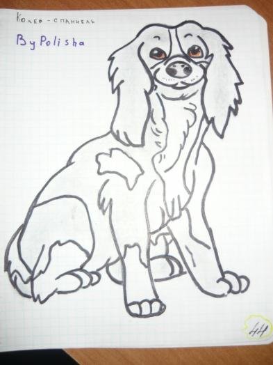 Как пошагово нарисовать сидячего спаниеля
