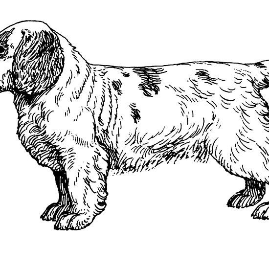 Русский спаниель прорись