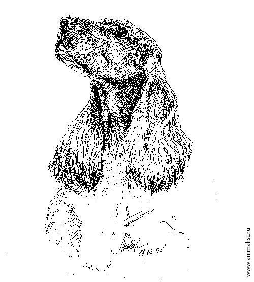 Гравировка спаниель