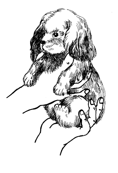 Английский кокер спаниель скетч