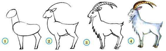 Поэтапное рисование козы для детей