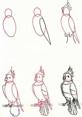 Попугай корелла рисунок карандашом поэтапно