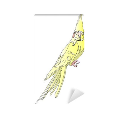 Анатомия попугая корелла для рисования