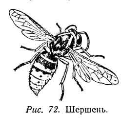 Строение шершня схема