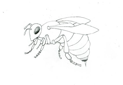 Срисовка ОС насекомых