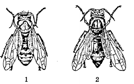 Оса тату эскиз