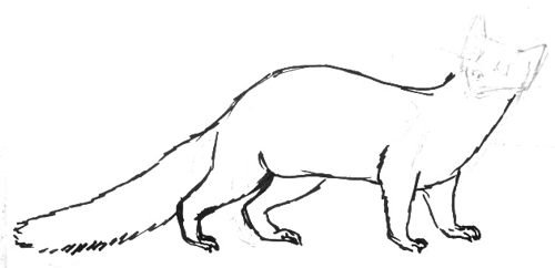 Как рисовать животных: ласок, горностаев, норок, лесных и домашних хорьков
