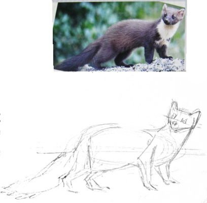 Как рисовать куницу