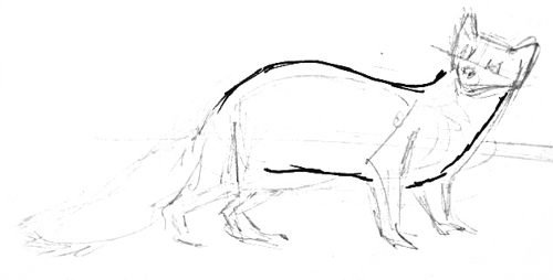 Как рисовать куницу