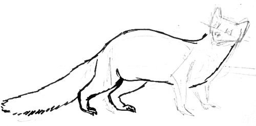 Куница рисунок легкий