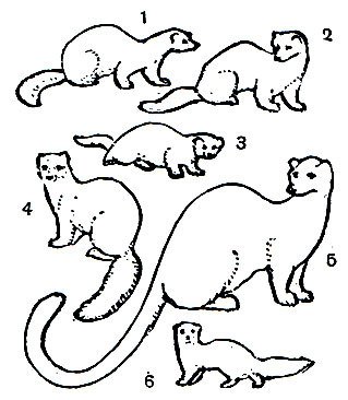 Норка рисунок