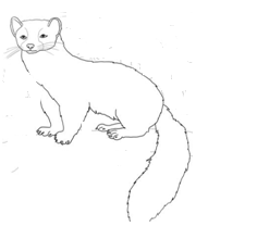 Нарисовать куницу