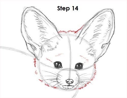 Фенек рисунок поэтапно