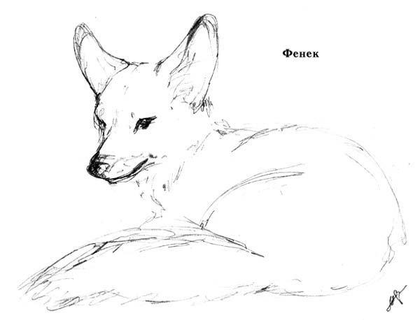 Фенек рисунок карандашом профессиональный
