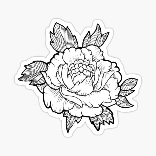 Пионы контур эскиз