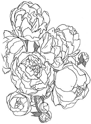 Раскраска цветы пионы
