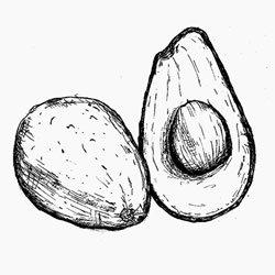Раскраска авокадо