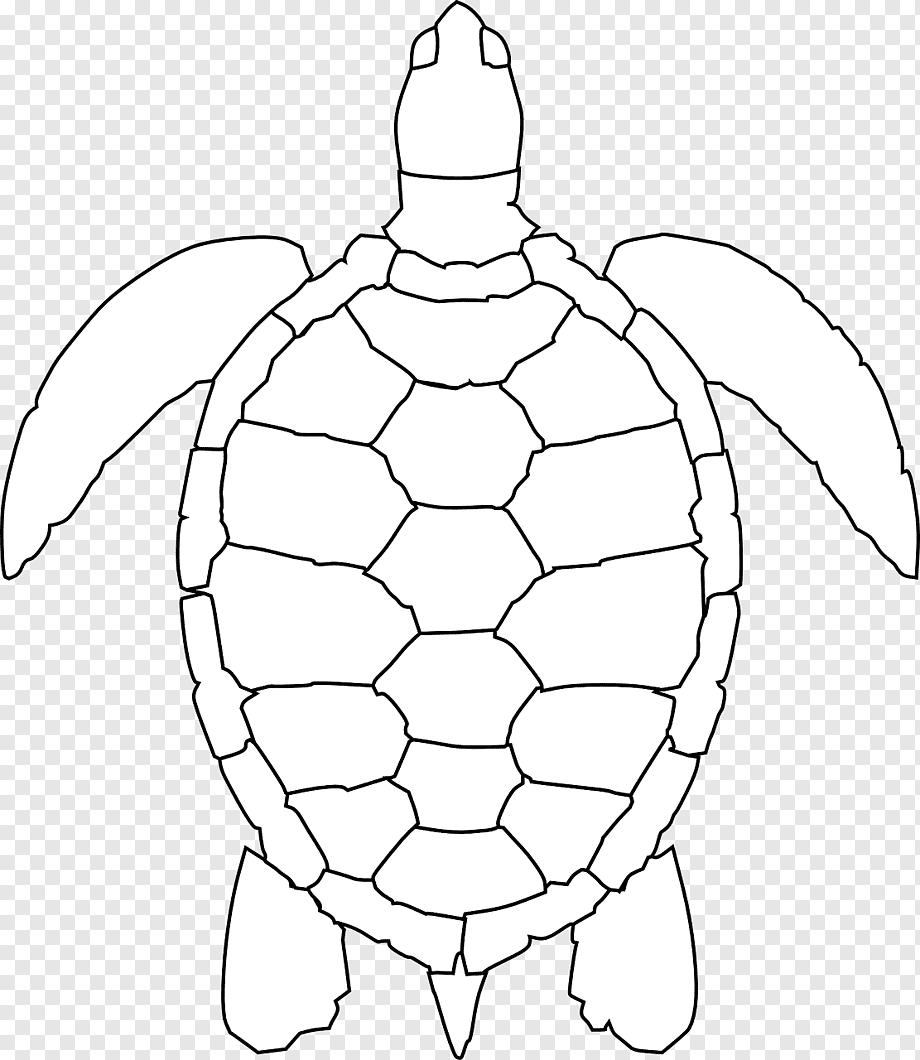 Панцирь черепахи вектор
