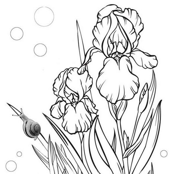 Касатик Сибирский (Ирис) раскраска