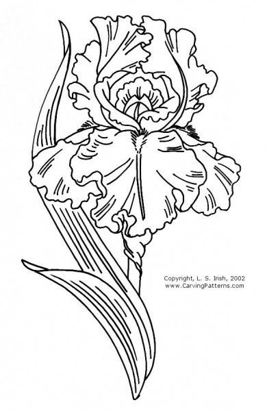 Ирис нарисованный контур