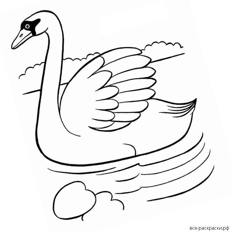 Распечатать картинку лебедь. Лебедь для раскрашивания детям. Лебедь раскраска вид сбоку. Лебедь рисунок для детей раскраска. Лебедь шипун раскраска.