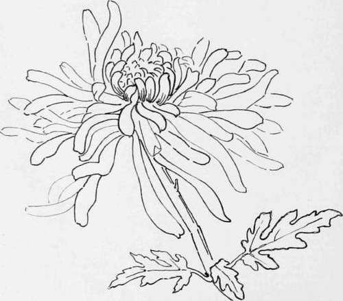 Японская Хризантема тату