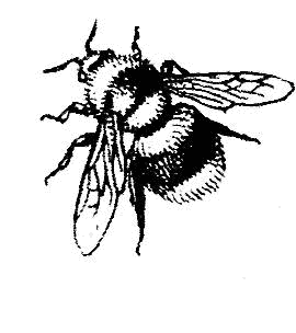 Пчела Графика