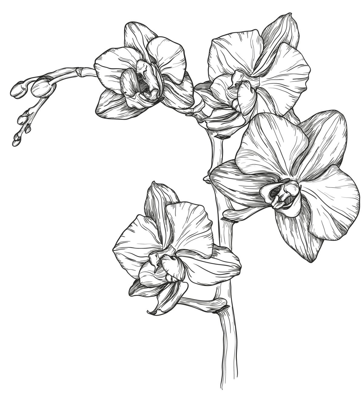 Орхидея набросок