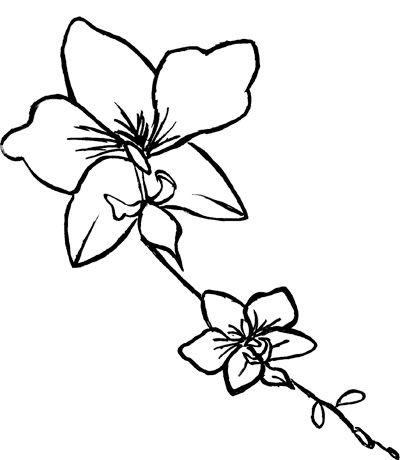 Орхидея контур
