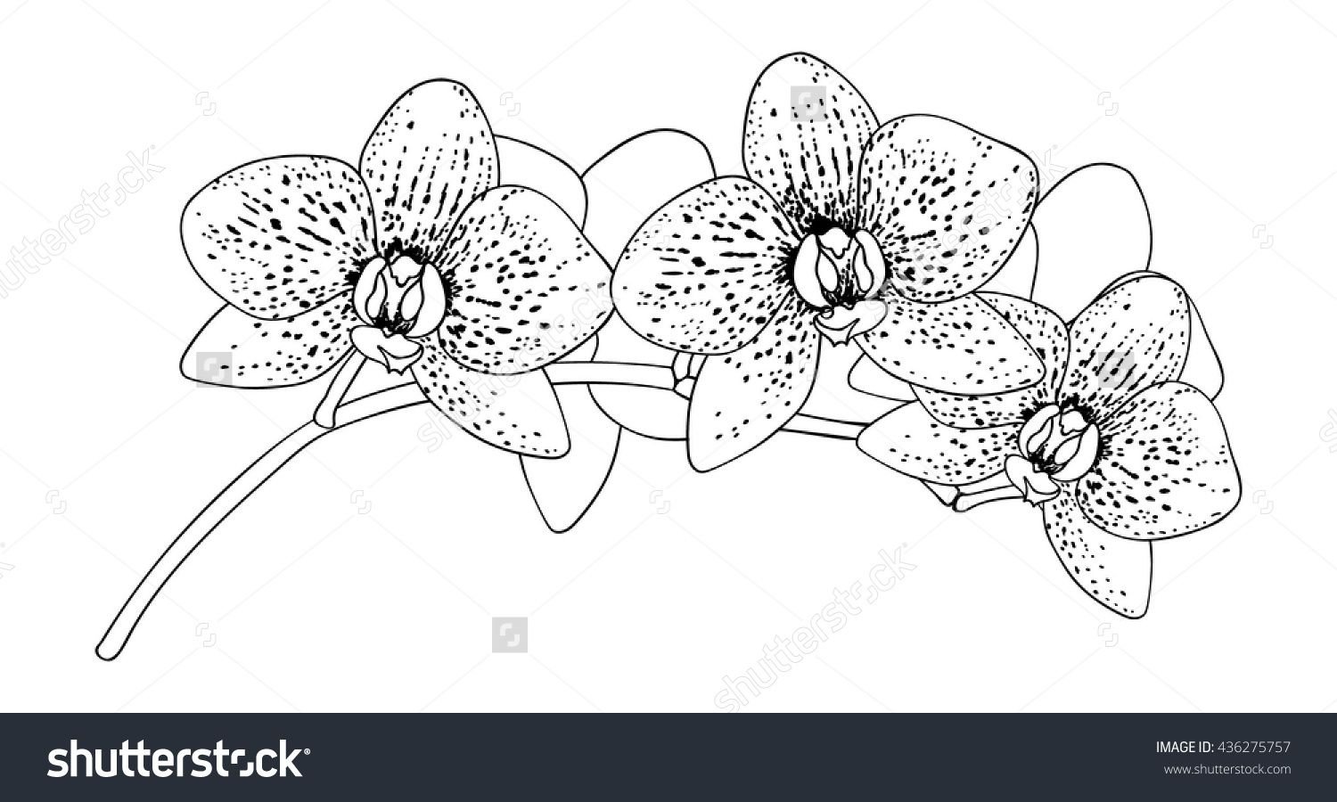 Цветок Орхидея на листе а4 распечатать