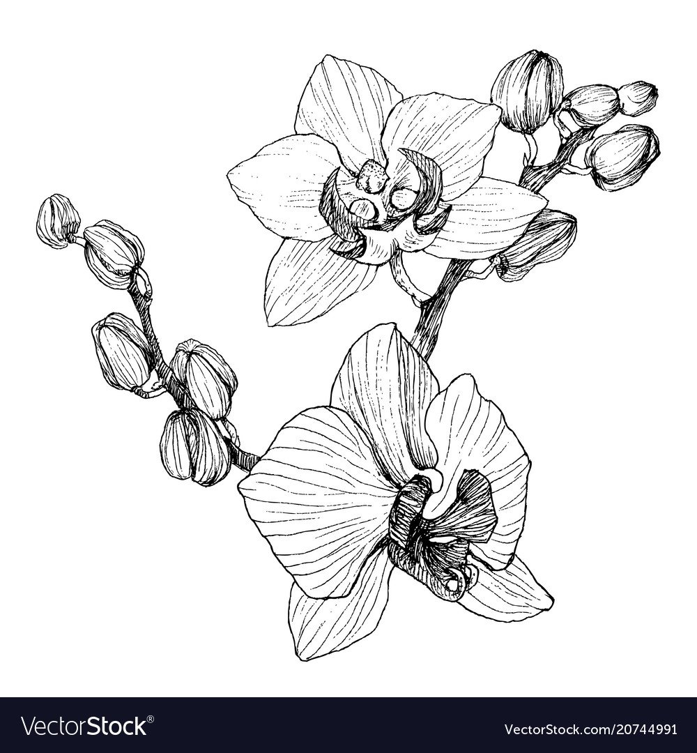 Орхидея черно-белая Графика